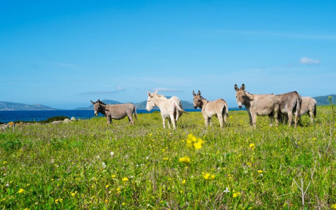 L’Asinara