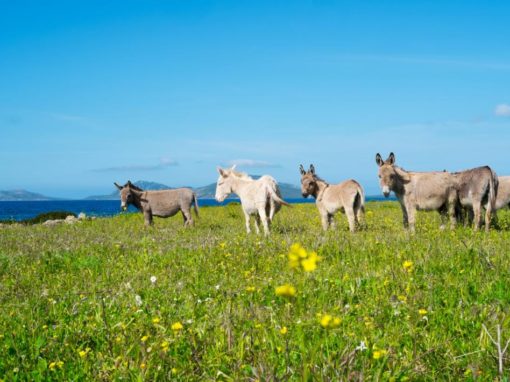 L’Asinara